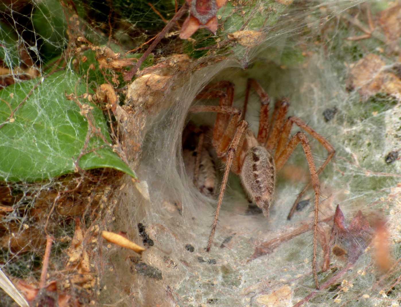 Coppia Agelena labyrinthica + Argyrodes - S. Teresa G. (OT)